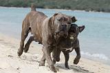 CANE CORSO 249